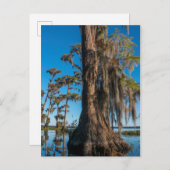Pond Cypress-boom in een moeras Briefkaart (Voorkant / Achterkant)