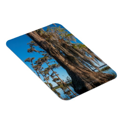 Pond Cypress-boom in een moeras Magneet (Rechterzijde)