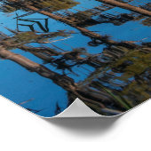 Pond Cypress-boom in een moeras Poster (Hoek)