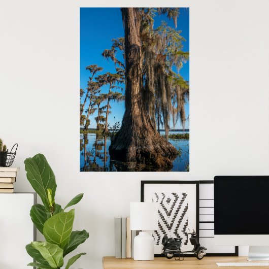 Pond Cypress-boom in een moeras Poster (Thuiskantoor)