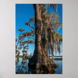 Pond Cypress-boom in een moeras Poster
