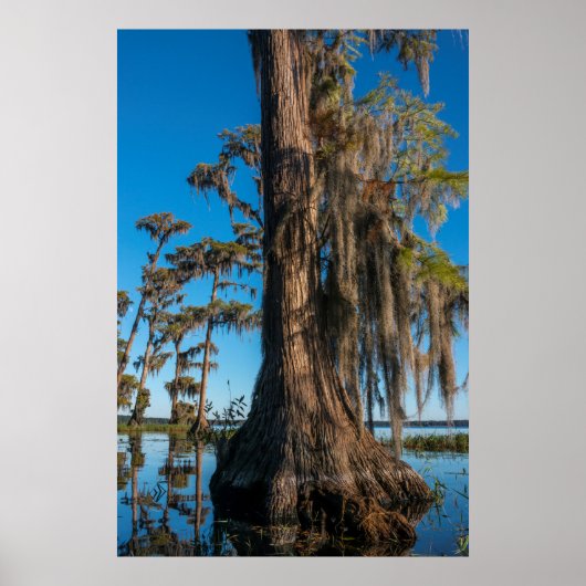 Pond Cypress-boom in een moeras Poster (Voorkant)
