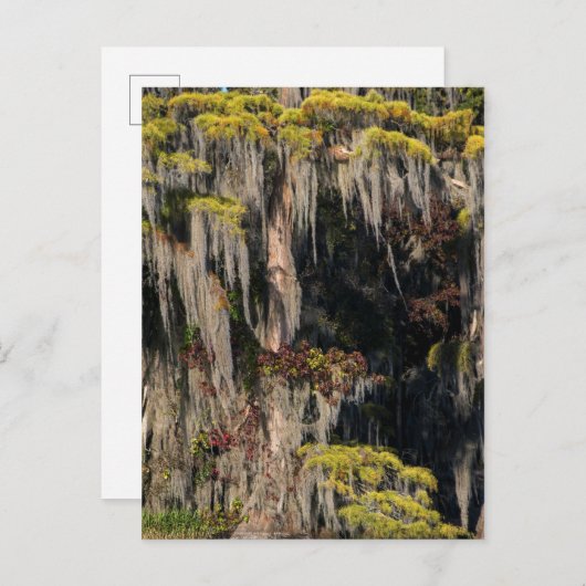 Pond Cypress in overstroomde moeras Briefkaart (Voorkant / Achterkant)