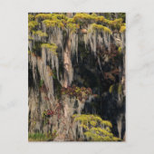 Pond Cypress in overstroomde moeras Briefkaart (Voorkant)