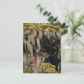 Pond Cypress in overstroomde moeras Briefkaart (Staand voorkant)