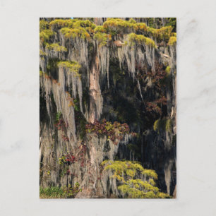 Pond Cypress in overstroomde moeras Briefkaart