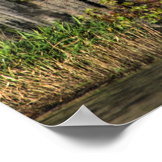 Pond Cypress in overstroomde moeras Poster (Hoek)