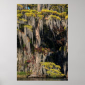 Pond Cypress in overstroomde moeras Poster (Voorkant)