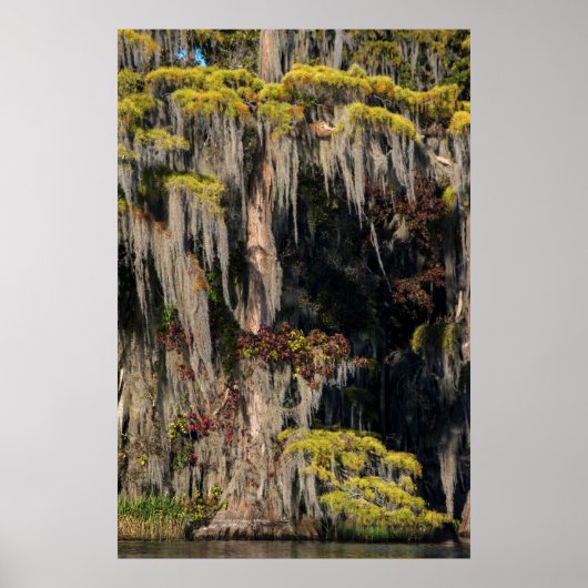 Pond Cypress in overstroomde moeras Poster (Voorkant)
