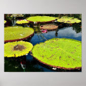 Pond- en Leaves Puerto Vallarta Poster (Voorkant)