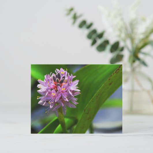 Pond Flower Briefkaart (Staand voorkant)