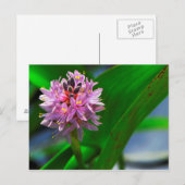 Pond Flower Briefkaart (Voorkant / Achterkant)