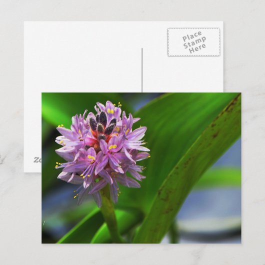 Pond Flower Briefkaart (Voorkant / Achterkant)