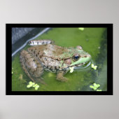 Pond Frog Poster (Voorkant)