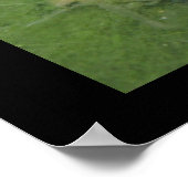 Pond Frog Poster (Hoek)