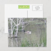 Pond Goose Briefkaart (Voorkant / Achterkant)