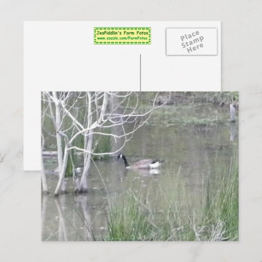 Pond Goose Briefkaart (Voorkant / Achterkant)