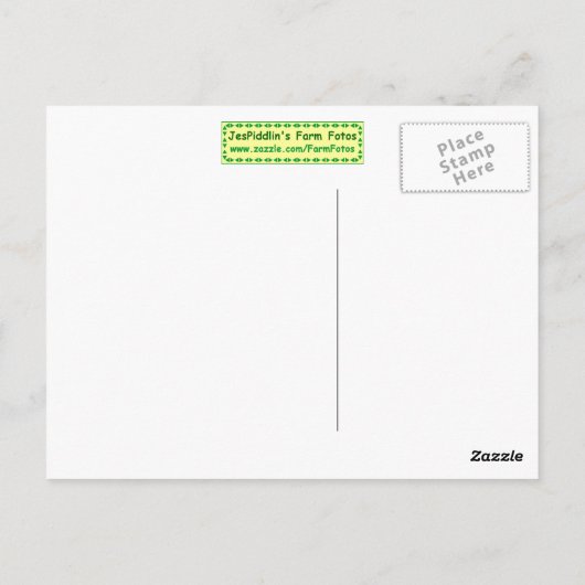 Pond Goose Briefkaart (Achterkant)