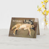 Pond hond bij pensionering op couche kaart (Gele Bloem)