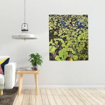 Pond Lily Pads en Reeds Photo