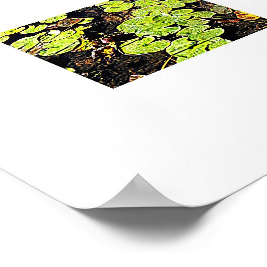 Pond Lily Pads en Reeds Photographic Poster (Hoek)