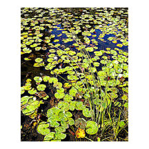 Pond Lily Pads en Reeds Photographic