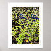 Pond Lily Pads en Reeds Photographic Poster (Voorkant)