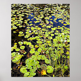 Pond Lily Pads en Reeds Photographic Poster