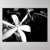 Pond Lily Poster (Voorkant)