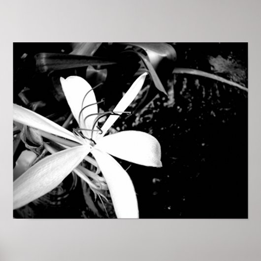 Pond Lily Poster (Voorkant)