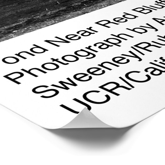 Pond Near Red Bluff van Ansel Adams Poster (Hoek)