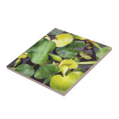 Pond Plant in de supermarkt Tegeltje (Zijkant)