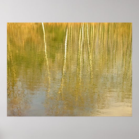 Pond Reflecties Poster (Voorkant)
