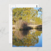Pond Reflections Wild Cattails Autumn Briefkaart (Voorkant / Achterkant)