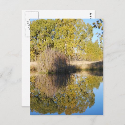 Pond Reflections Wild Cattails Autumn Briefkaart (Voorkant / Achterkant)