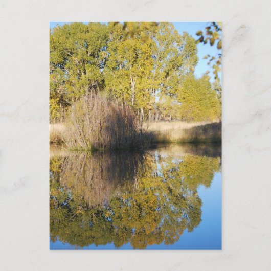 Pond Reflections Wild Cattails Autumn Briefkaart (Voorkant)