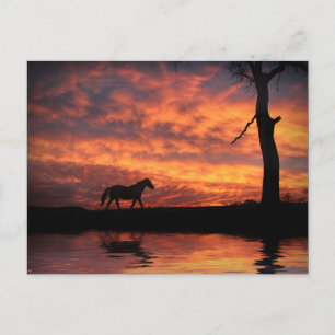 Pond van paarden aan water in Sunset Beauful Briefkaart