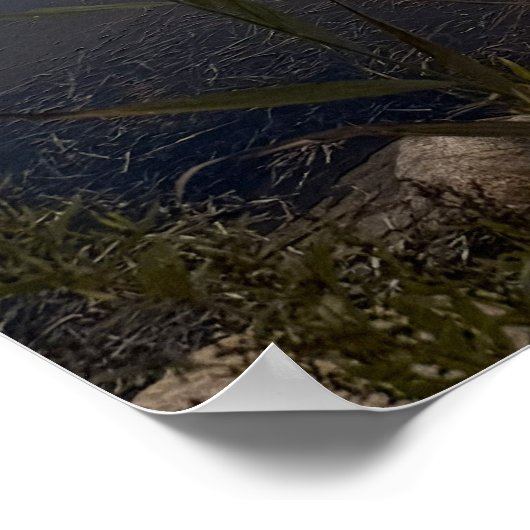 Pond Waterscape Sunset Photo Poster (Hoek)