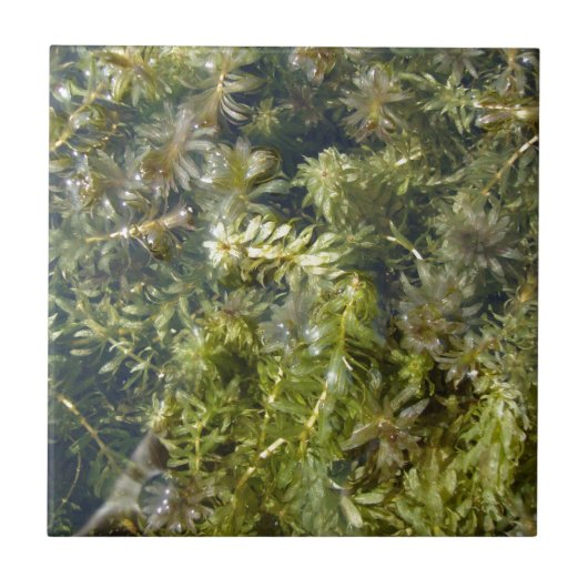 Pond Weed (of "Lush Pond Plantlife") Tegeltje (Voorkant)