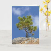 Ponderosa-dennenboom, Custer, SD - Kaart (Gele Bloem)