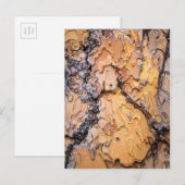 Ponderosa pijnboomschors, Washington Briefkaart (Voorkant / Achterkant)