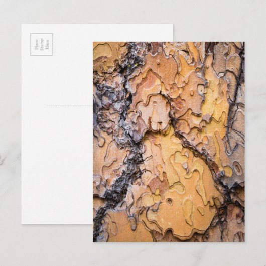 Ponderosa pijnboomschors, Washington Briefkaart (Voorkant / Achterkant)