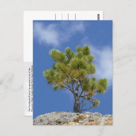Ponderosa Pine Tree, Custer, SD - Briefkaart