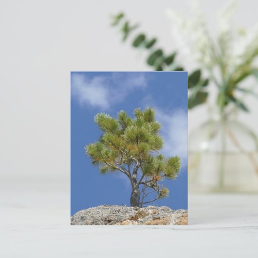 Ponderosa Pine Tree, Custer, SD - Briefkaart (Staand voorkant)