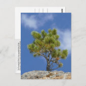 Ponderosa Pine Tree, Custer, SD - Briefkaart (Voorkant / Achterkant)