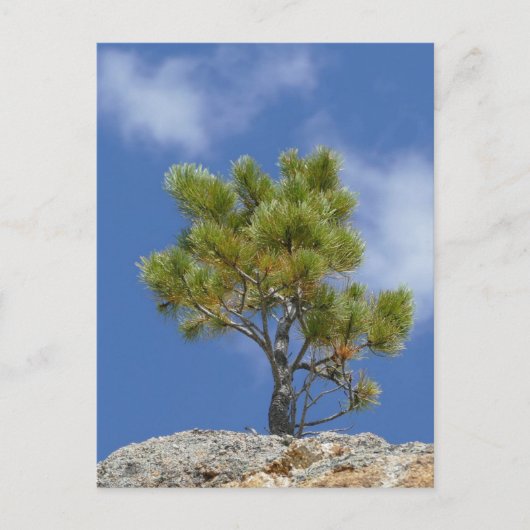 Ponderosa Pine Tree, Custer, SD - Briefkaart (Voorkant)