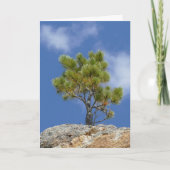 Ponderosa Pine Tree, Custer, SD - Kaart (Voorkant)