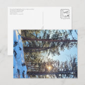 Ponderosa Shine Colorado Mountain Briefkaart (Voorkant / Achterkant)