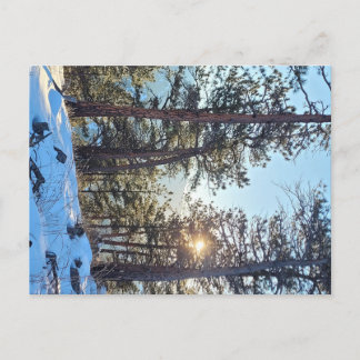 Ponderosa Shine Colorado Mountain Briefkaart