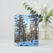 Ponderosa Shine Colorado Mountain Briefkaart (Staand voorkant)